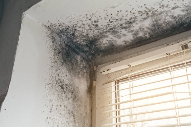 Affordable Mold Inspection solutions in Moorestown, NJ
